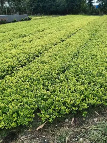 jn江南·体育登录入口，古驰网球拍女鞋怎么样